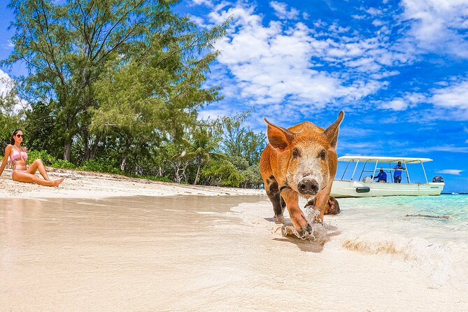 Swimming Pigs and Pearl Island Beach Escape - Crowd Realities at Pig Beach, How to Get Better Photos and Less Frustration