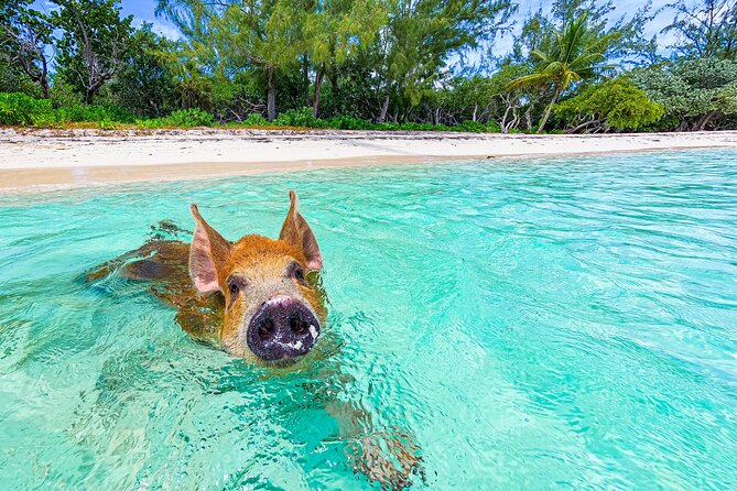 Swimming Pigs and Pearl Island Beach Escape - Ferry Transportation and Timing, How to Protect Your Minutes