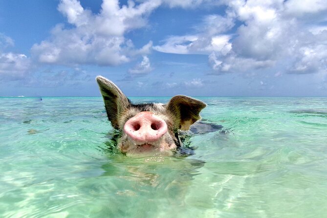 Swimming Pigs and Private Beach Club Escape - Rose Island’s Swimming Pigs: The Real Hook