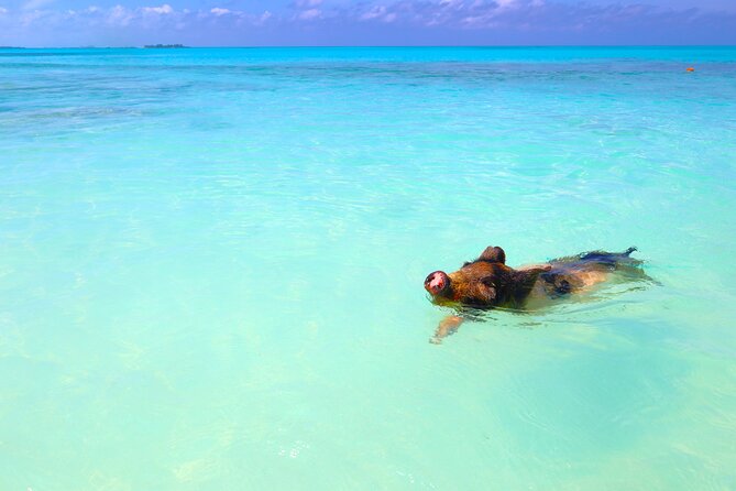 Swimming Pigs and Private Beach Club Escape - How the Pig Encounter Works (and What Swimming Actually Means)