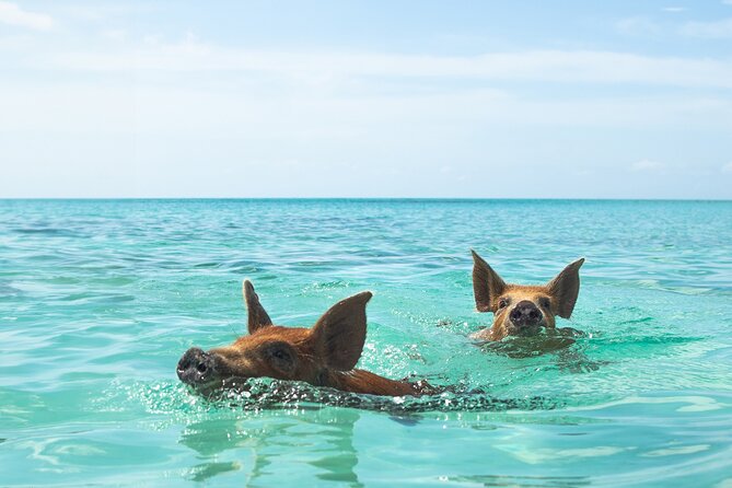Swimming Pigs and Private Beach Club Escape - The 30-Minute Boat Ride: Smooth, Scenic, and Sometimes Sea-Life Friendly