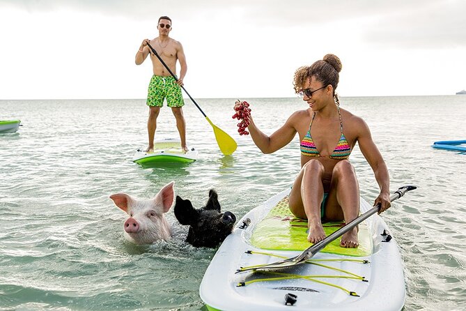 Swimming Pigs & ATV Tour - Key highlights to know before you go