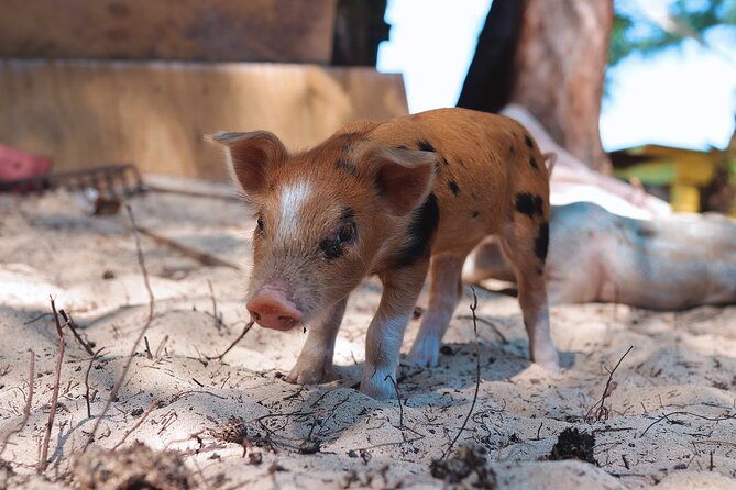 Swimming Pigs & ATV Tour - The $280 price: what you get, and where the value comes from