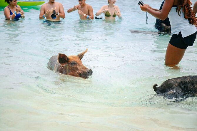 Swimming Pigs Of Rose Island & Beach Day - Group Tour - What $99 Buys You, and What It Does Not