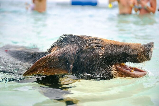 Swimming Pigs Of Rose Island & Beach Day - Group Tour - Beach Games and Water Toys: The Part That Turns It From a Photo Stop Into a Day