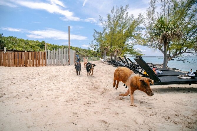 Swimming Pigs Of Rose Island & Beach Day - Group Tour - Snorkeling and Sea Time: When It Works, It Feels Worth It