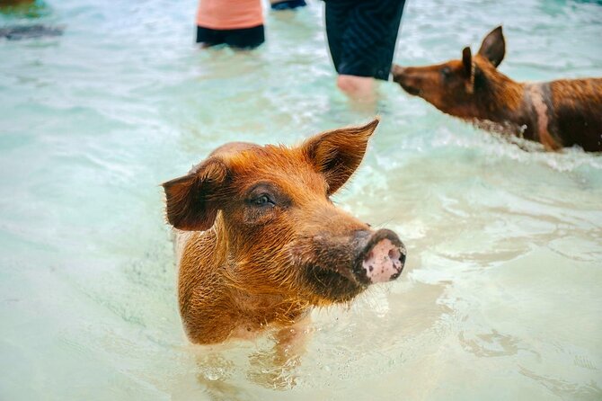 Swimming Pigs Of Rose Island & Beach Day - Group Tour - The Return Ride: Sea Turtles at Green Cay and a Pass by Gilligan’s Island