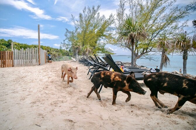 Swimming Pigs Of Rose Island & Beach Day - Group Tour - Food and Drinks: Budget Tips So You Enjoy the Beach, Not the Receipt