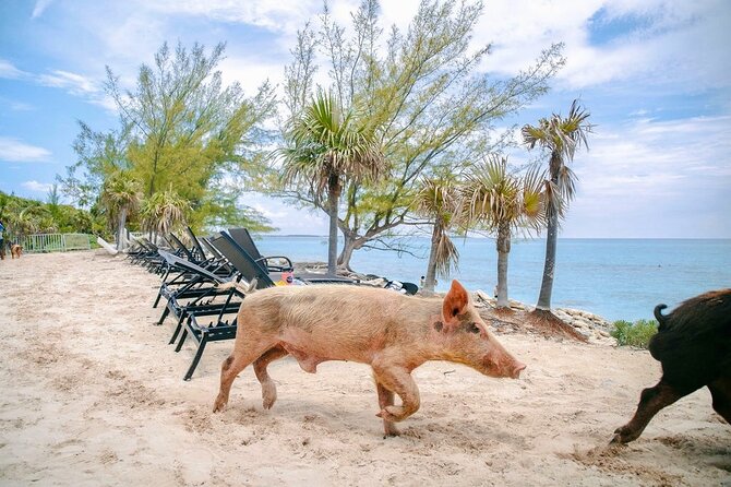 Swimming Pigs Of Rose Island & Beach Day - Group Tour - The Nassau Cruise Loop: Atlantis, Ocean Club Estates, and Pearl Island