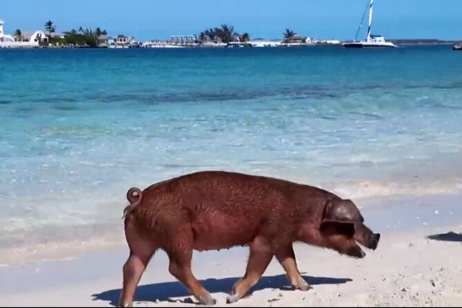 Swimming Pigs, Snorkeling and Beach Tour in Nassau Bahamas - Stop 1, Paradise Island: Atlantis Views From the Water