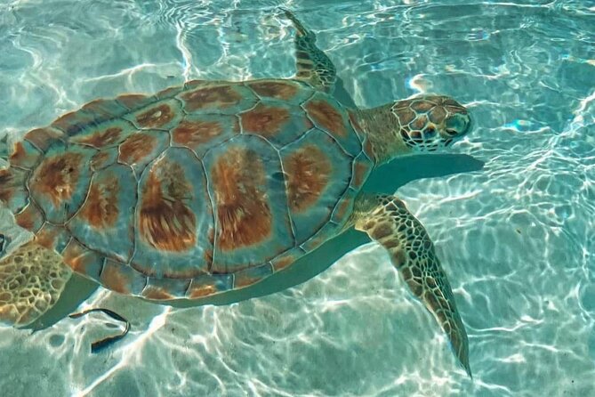 Swimming Pigs, Turtles & Reef Snorkel in Nassau-Champion Tours - Who should book this Nassau experience, and who might skip it
