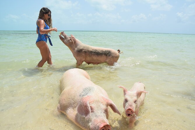 Swimming with Pigs in Nassau, Transportation Included - Key things I’d plan around