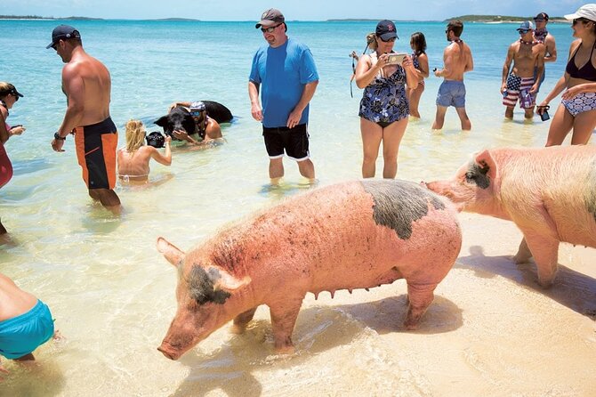 Swimming with Pigs in Nassau, Transportation Included - Why Rose Island pigs feel like a Nassau must-do