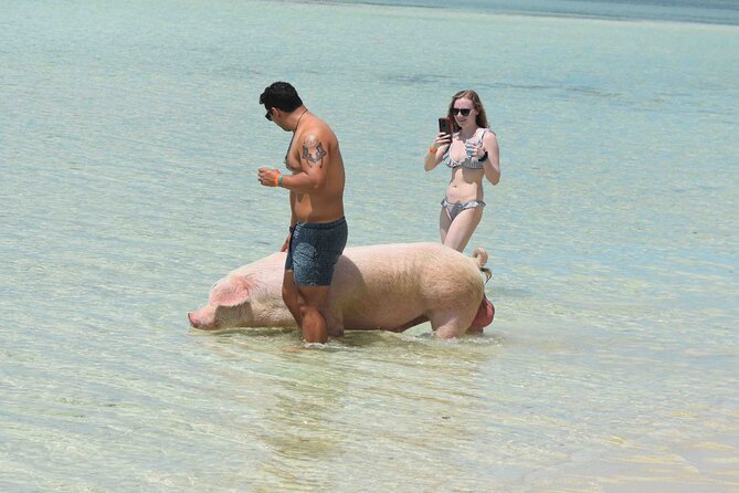 Swimming with Pigs in Nassau, Transportation Included - Price and value: does $179 make sense?