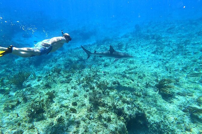 Top 4 Snorkeling Adventures in Bimini - Key Highlights You Should Actually Care About