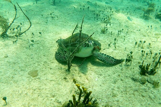 Top 4 Snorkeling Adventures in Bimini - Stop 2: SS Sapona and the Stories Written Into the Water