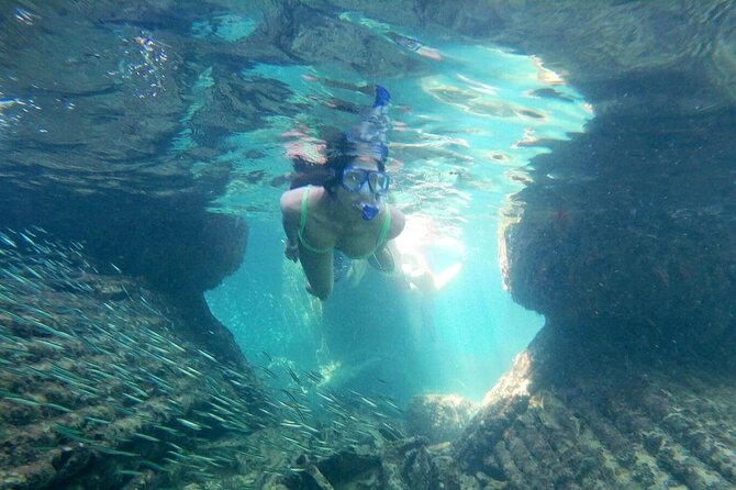 Top 4 Snorkeling Adventures in Bimini - Stop 4: Shark Arena With About 30 Caribbean Reef Sharks