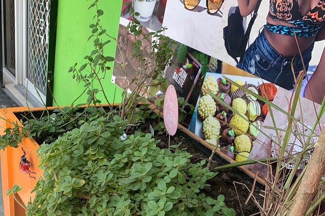 Tour of Nassau - Chocolate, rum, and the tasting moments that make the ride fun