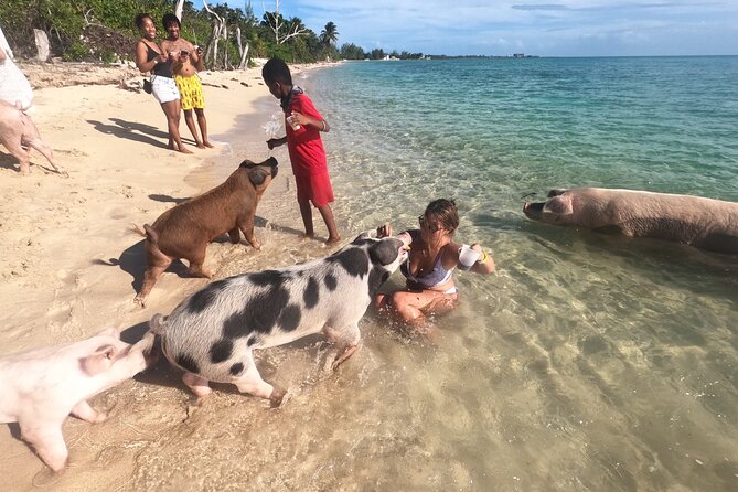 Ultimate SeaXscape Pigs/Turtles/Snorkel/Lunch/Drinks/PU/DO - Price and value: how $199 holds up for a half-day in Nassau